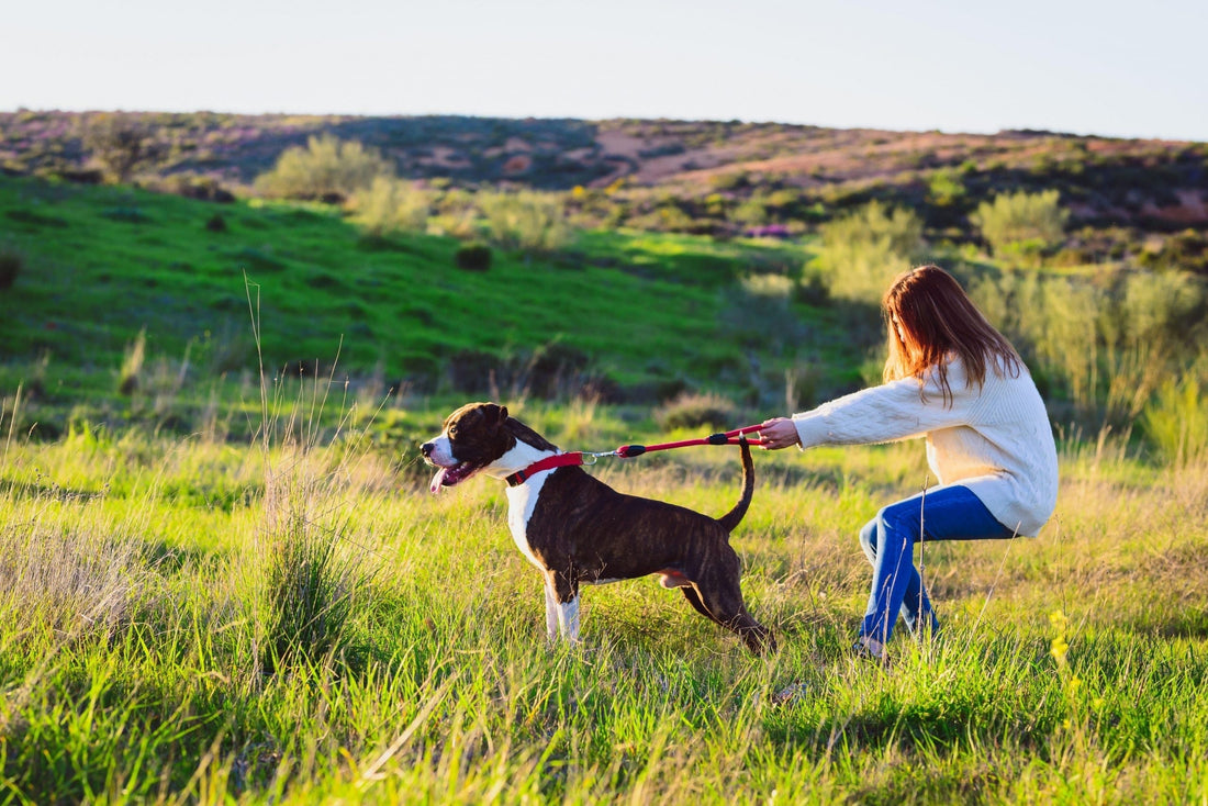 Chien qui tire en laisse : mon déclic et la vraie solution - ToutouZEN