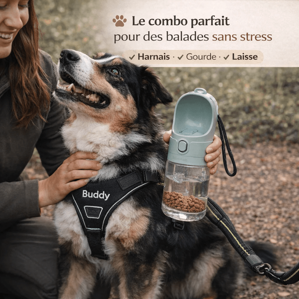 Comment garder son chien hydraté pendant les promenades ? Guide complet - ToutouZEN