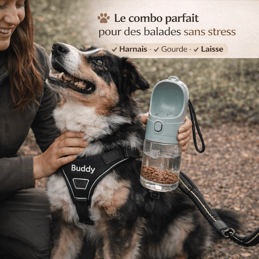 Comment garder son chien hydraté pendant les promenades ? Guide complet - ToutouZEN