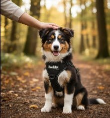 Harnais ou collier pour chien : lequel choisir pour une balade zen ? - ToutouZEN
