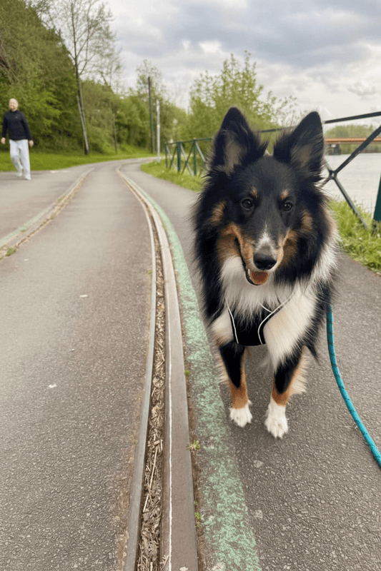 Pourquoi mon chien tire en laisse ? Le guide complet pour retrouver des balades sereines - ToutouZEN