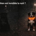 Collier Lumineux LED Rechargeable