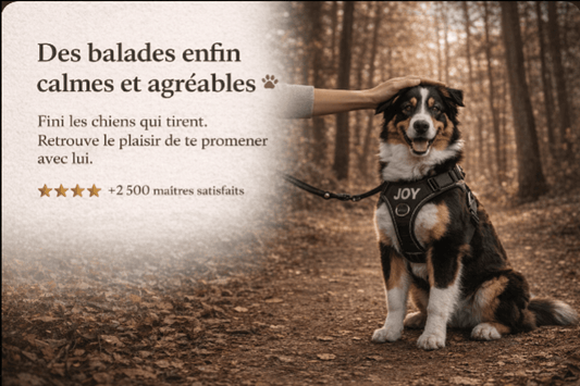 Harnais Anti Traction Personnalisé - ToutouZEN