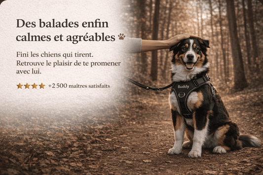 Harnais Anti Traction Personnalisé pour Chien - Confort & Sécurité - ToutouZEN
