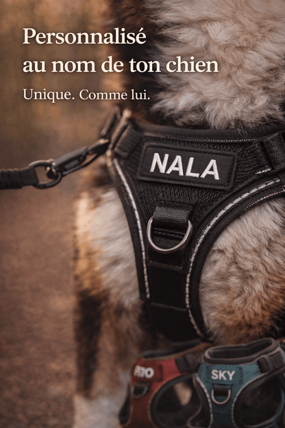 Harnais Anti Traction Personnalisé pour Chien - Confort & Sécurité - ToutouZEN