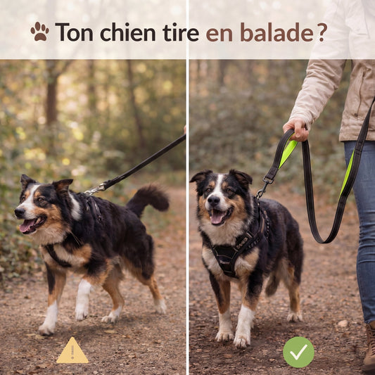 Laisse chien double poignée anti traction – reprends le contrôle en balade sans stress - ToutouZEN